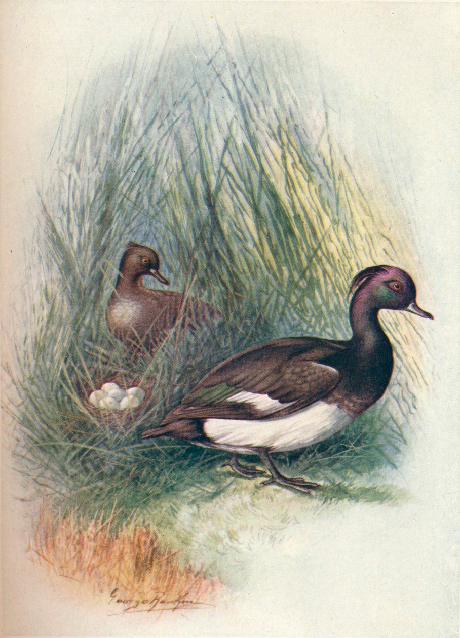 Bojtos kacsa - Fuligula cristata, c1910, 1910 alkotó: George James Rankin