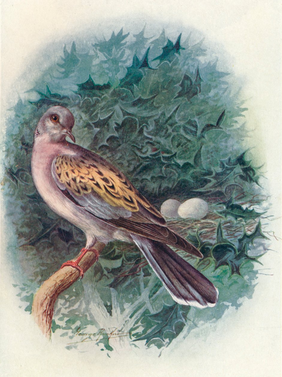 Turtle-Dove – Turtle communis, c1910, 1910 alkotó: George James Rankin