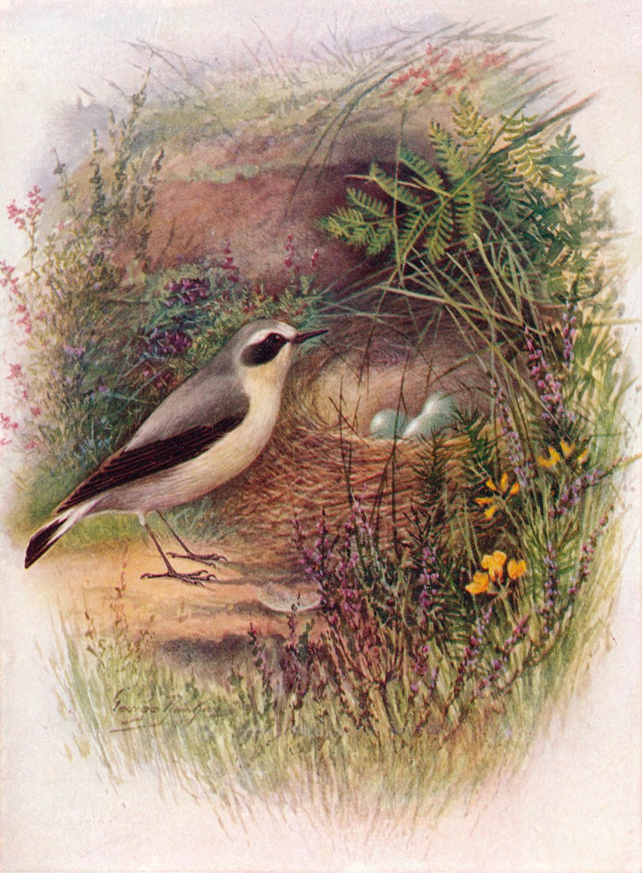 Búzavirág - Saxicola oenanthe, c1910, 1910 alkotó: George James Rankin