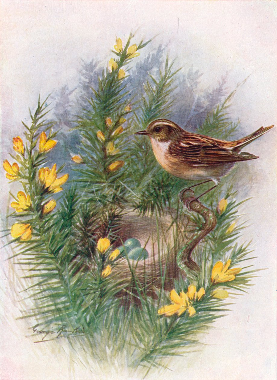 Whinchat – Pratincola rubetra, c1910, 1910 alkotó: George James Rankin