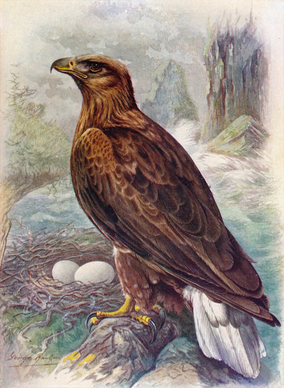 Fehérfarkú vagy tengeri sas – Haliaetus albicilla, c1910, 1910 alkotó: George James Rankin