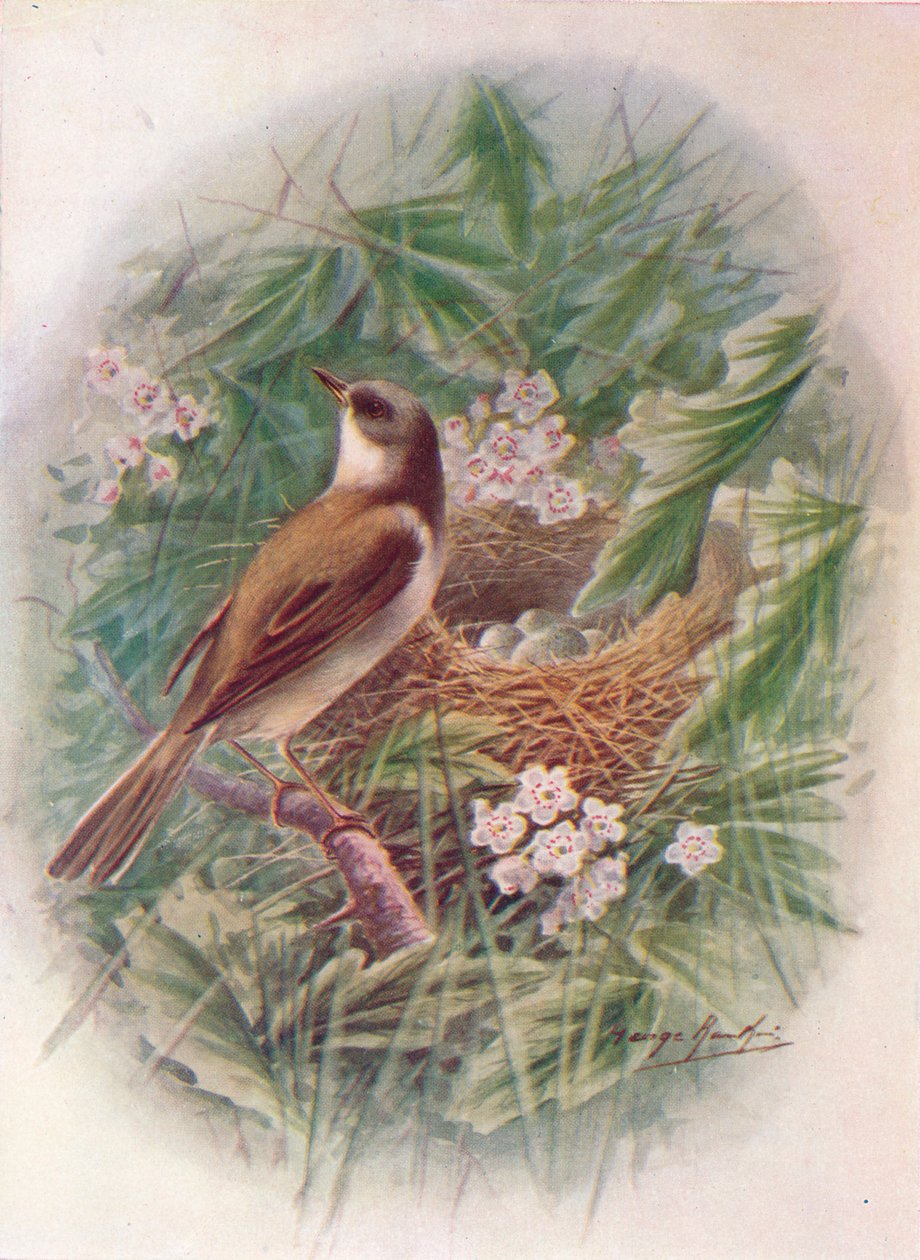 Whitethroat – Sylvia cinerea, c1910, 1910 alkotó: George James Rankin