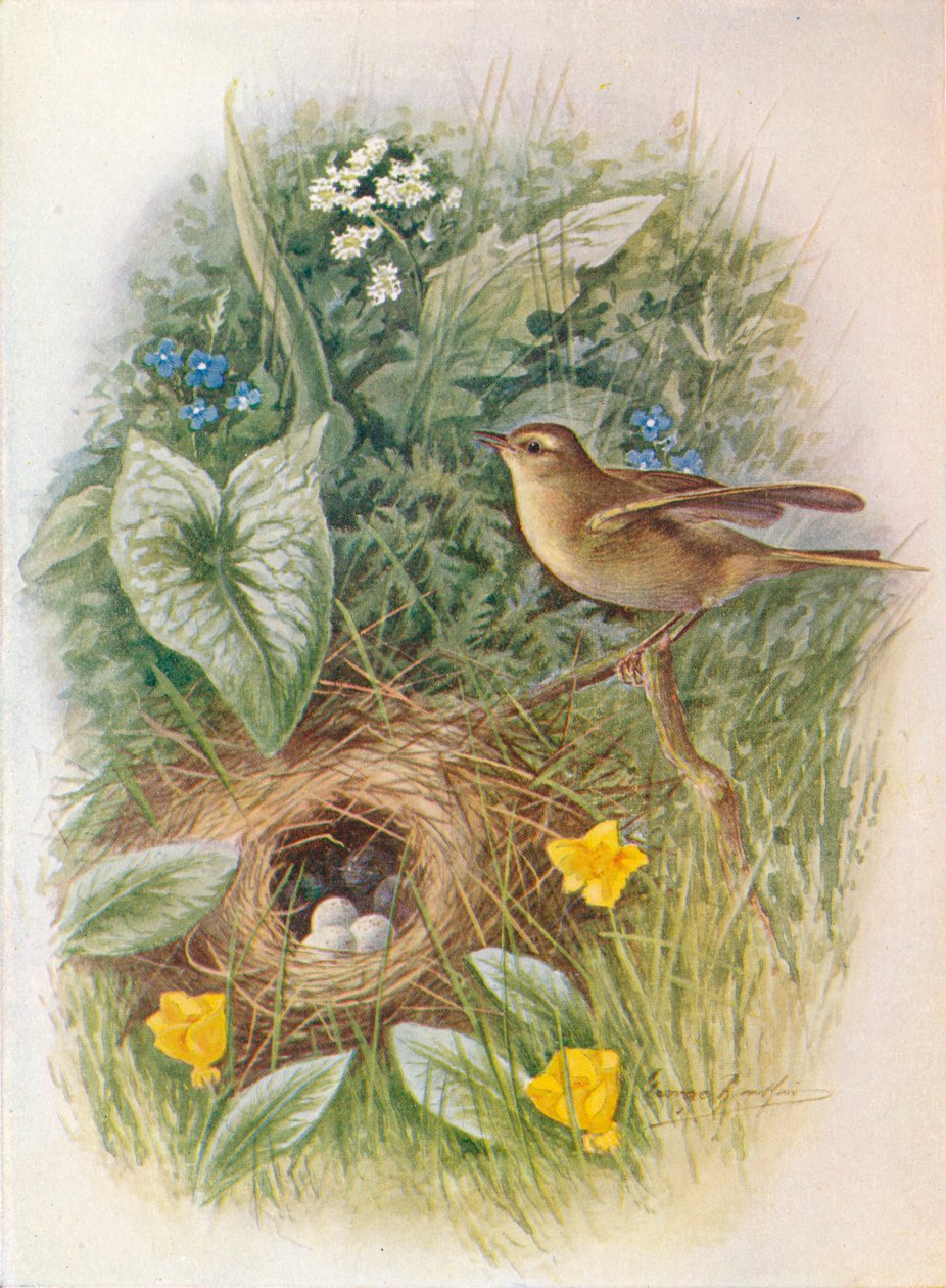Willow-Wren – Phylloscopus trochilus, c1910, 1910 alkotó: George James Rankin