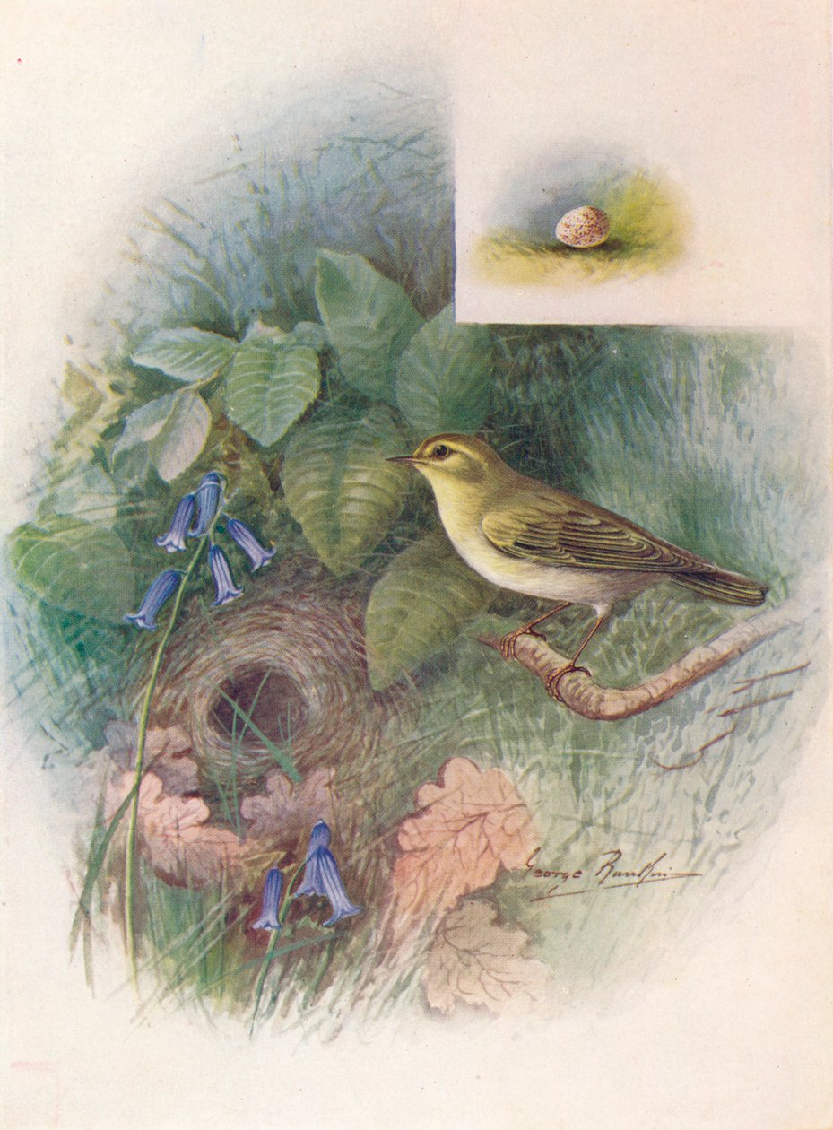 Wood-wren – Phylloscopus sibilatrix, c1910, 1910 alkotó: George James Rankin