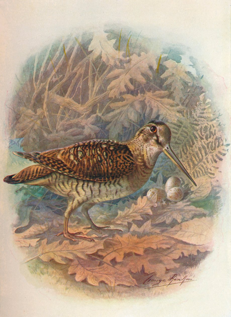 Fakakas – Scolopax rusticula, 1910, 1910 alkotó: George James Rankin