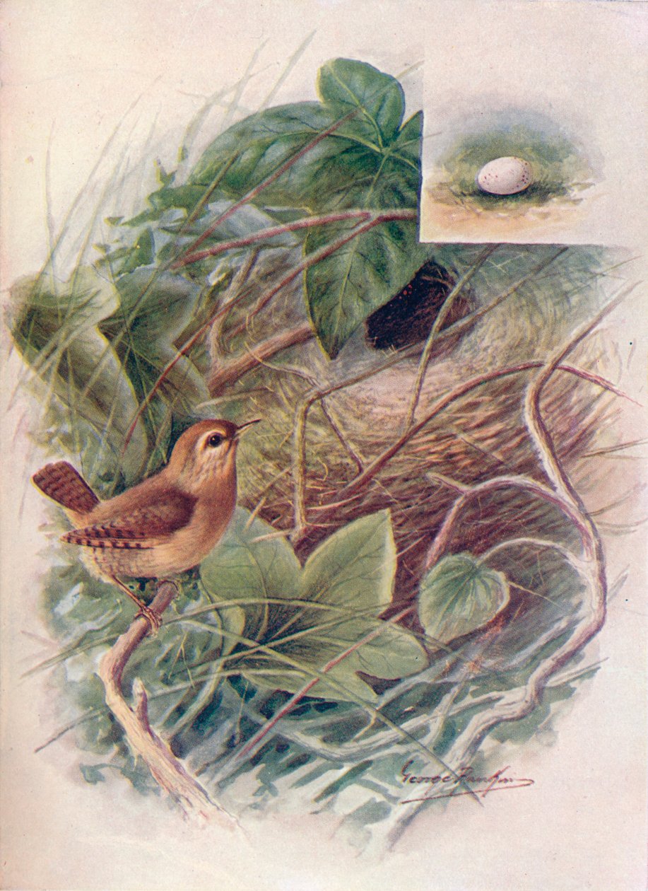 Wren – Troglodytes parvulus, c1910, 1910 alkotó: George James Rankin