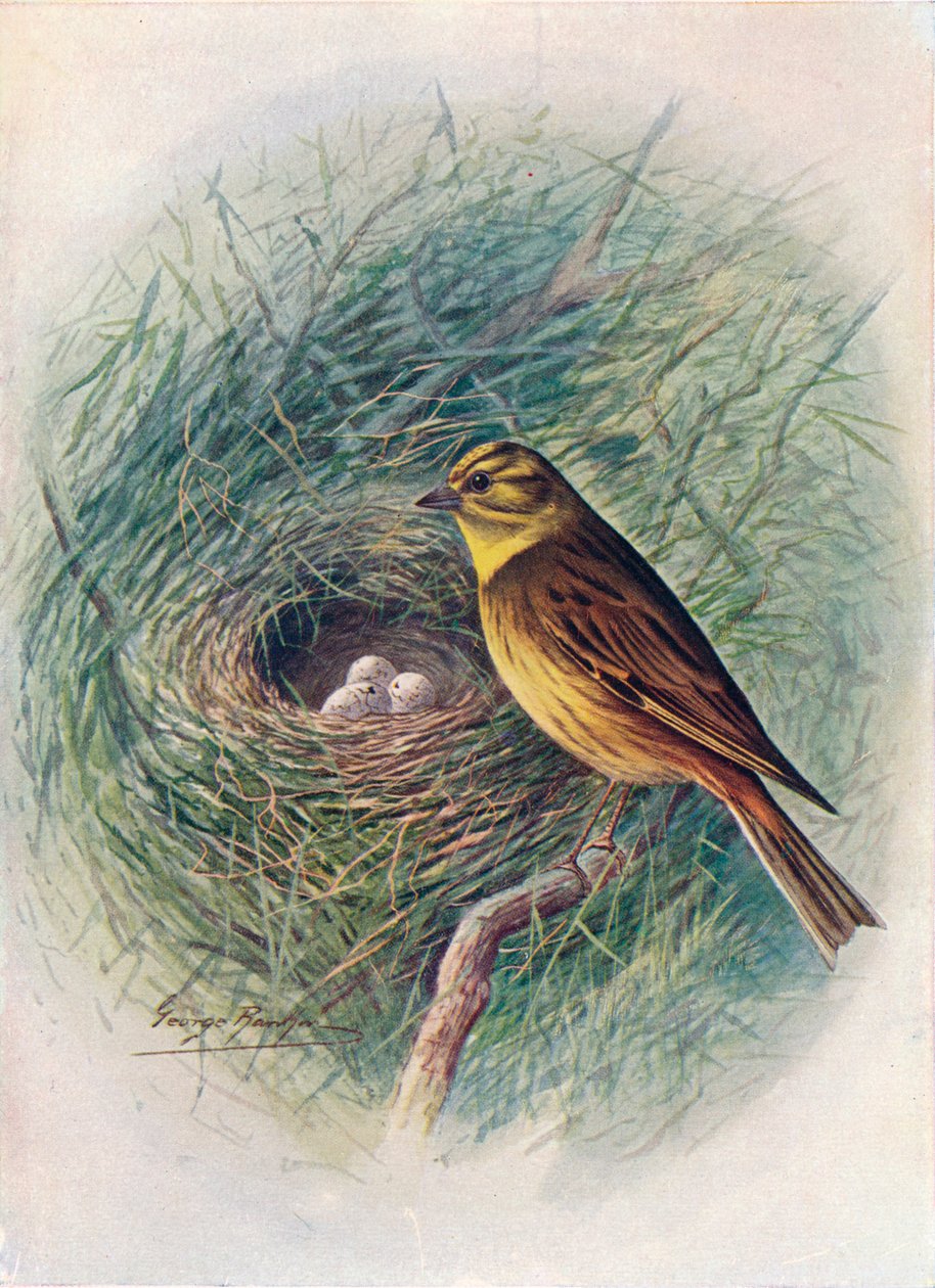 Yellow-hammer vagy Yellow-Bunting - Emberiza citrinella, c1910, 1910 alkotó: George James Rankin