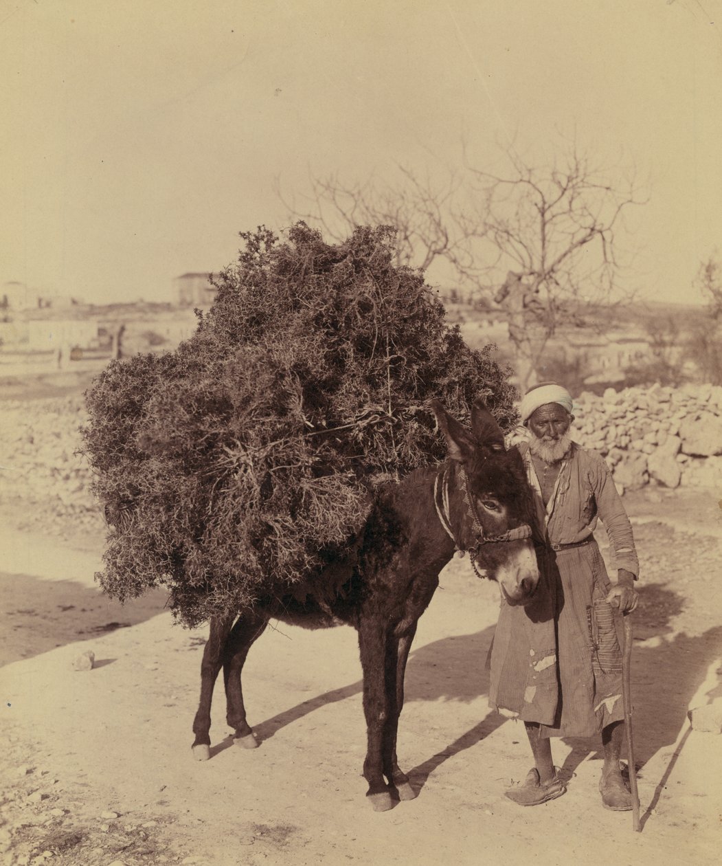 Gyökereket és gallyakat szállító szamár üzemanyagként, Palesztina, 1900 körül (fotó) alkotó: Bartolome Esteban and studio Murillo
