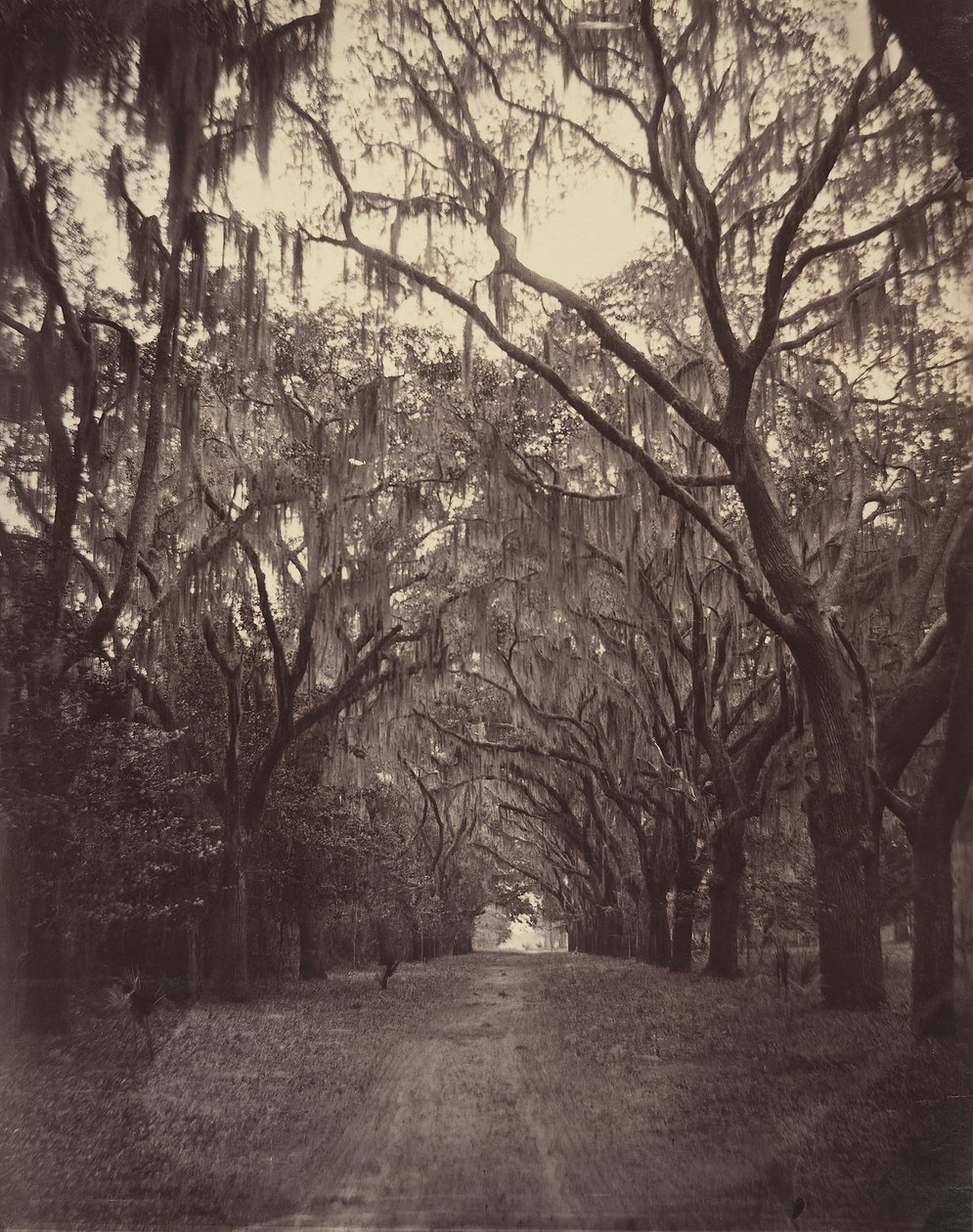 Bonaventure temető, Savannahtól négy mérföldre, 1866. alkotó: George N. Barnard
