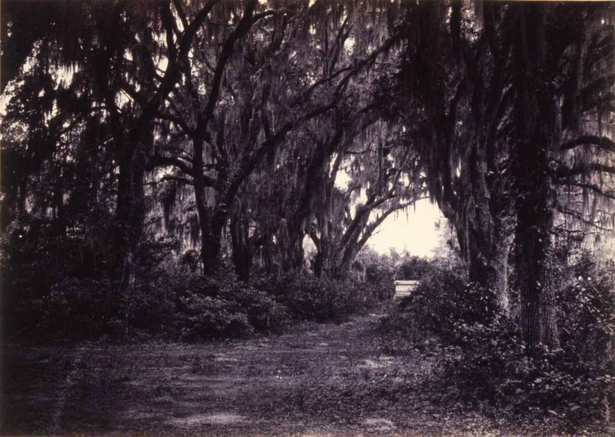 Bonaventure, Savannah, Georgia alkotó: George N. Barnard