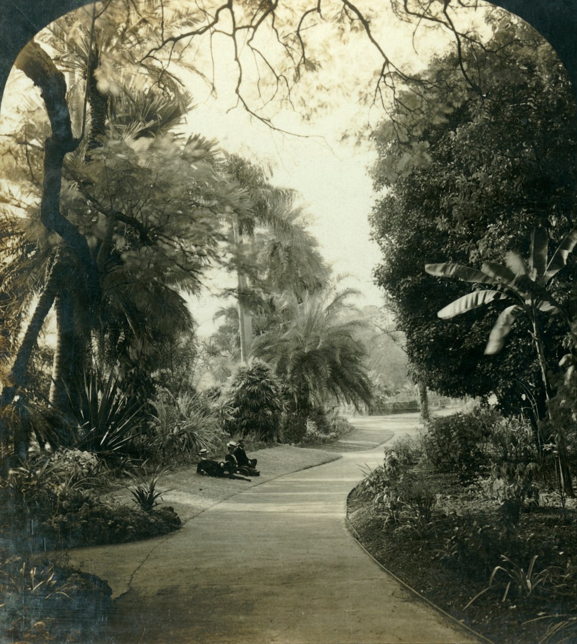 Pathway in the Queens Park, Brisbane, Ausztrália, 1909. alkotó: George Rose