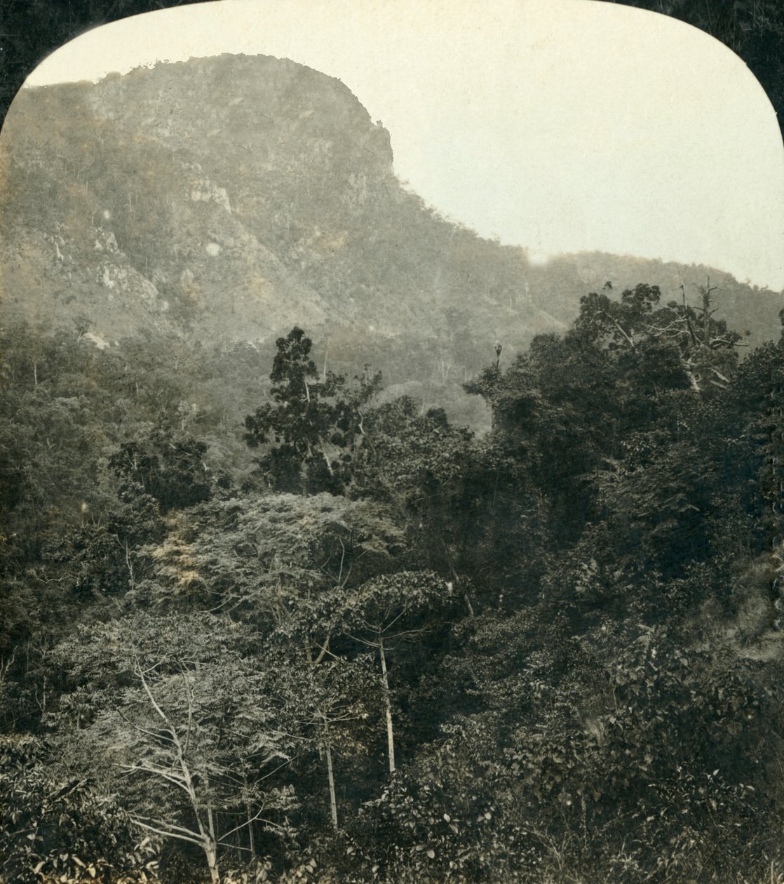 Trópusi növényzet a Barron River Gorge-ban, Cairns, Queensland, Ausztrália, c1909. alkotó: George Rose