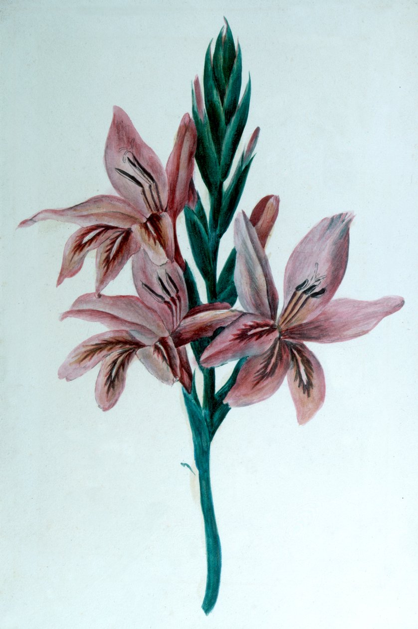 Glaieul Gladioli, 19. század. alkotó: George Sand
