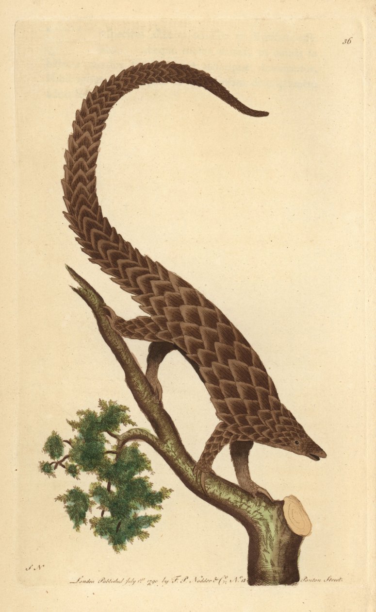 Négyujjú manik, hosszúfarkú pangolin vagy feketehasú pangolin, a Természettudós miszcellájából alkotó: George Shaw