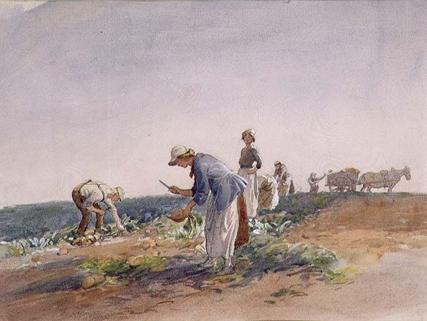 Fehérrépa termés (akvarell és gouache) alkotó: George Soper