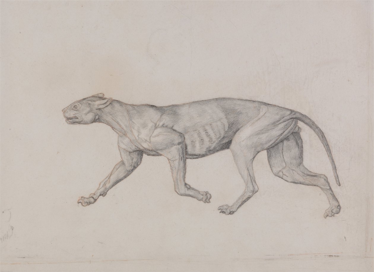 Az emberi test felépítésének összehasonlító anatómiai bemutatása a tigris és a közönséges szárnyas testével:  Leopárd test, oldalnézet alkotó: George Stubbs