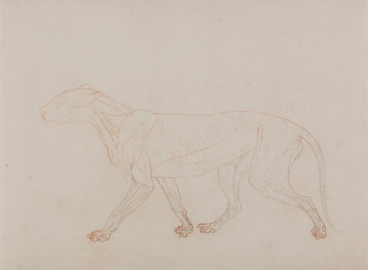 Az emberi test felépítésének összehasonlító anatómiai bemutatása a tigris és a közönséges szárnyas testével: (A boncolás harmadik fázisát mutatja) alkotó: George Stubbs