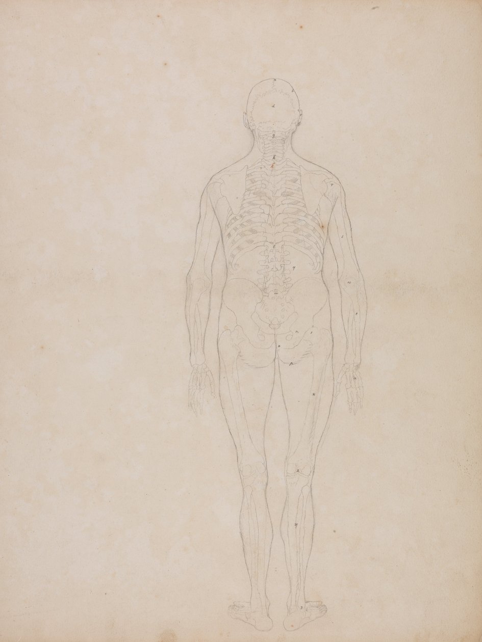 Az emberi test felépítésének összehasonlító anatómiai bemutatása a tigris és a közönséges szárnyas testével: Emberi alak, hátsó nézet alkotó: George Stubbs