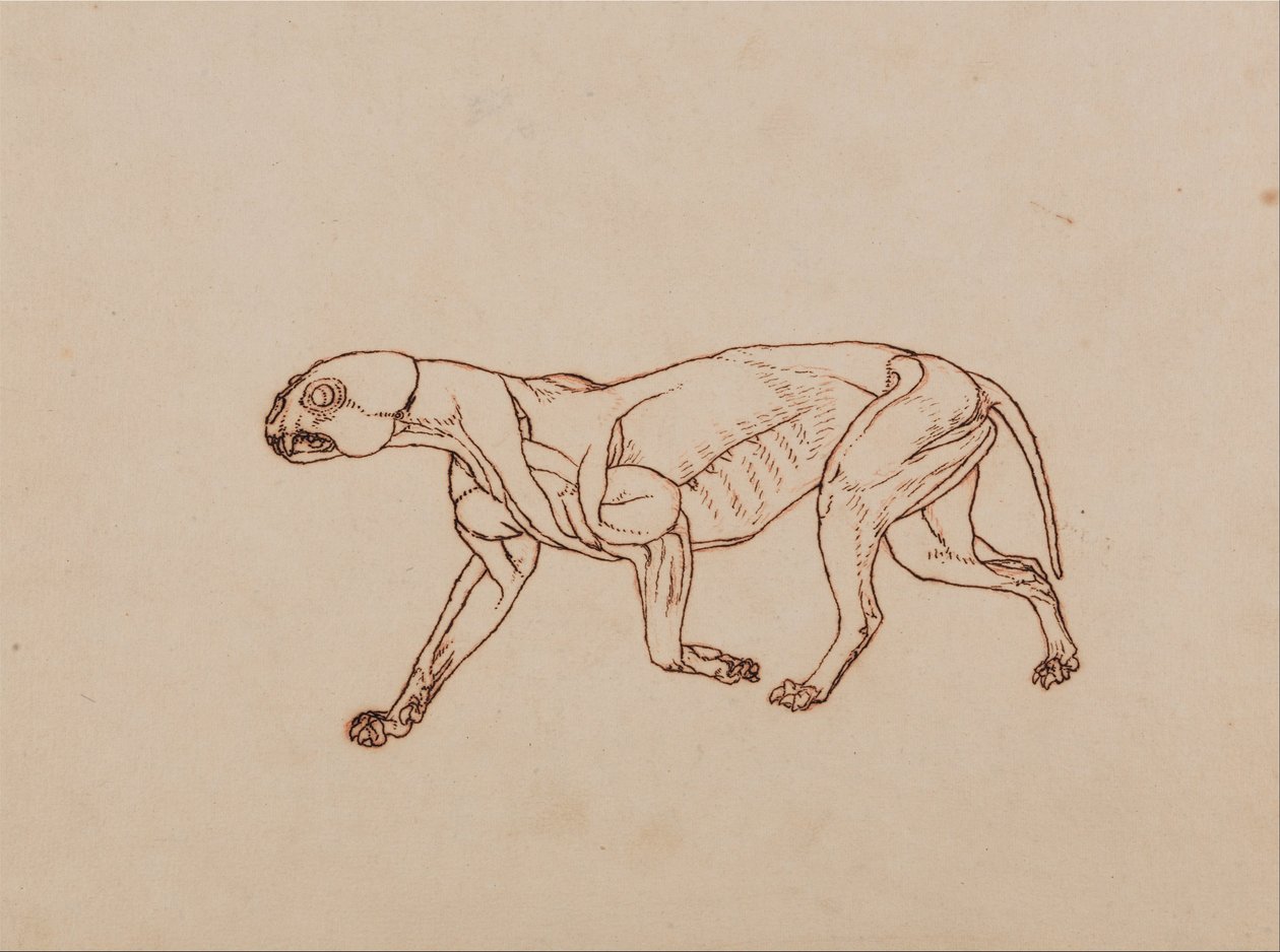 Az emberi test felépítésének összehasonlító anatómiai bemutatása a tigris és a közönséges szárnyas testével:  Leopárd test, oldalnézet alkotó: George Stubbs