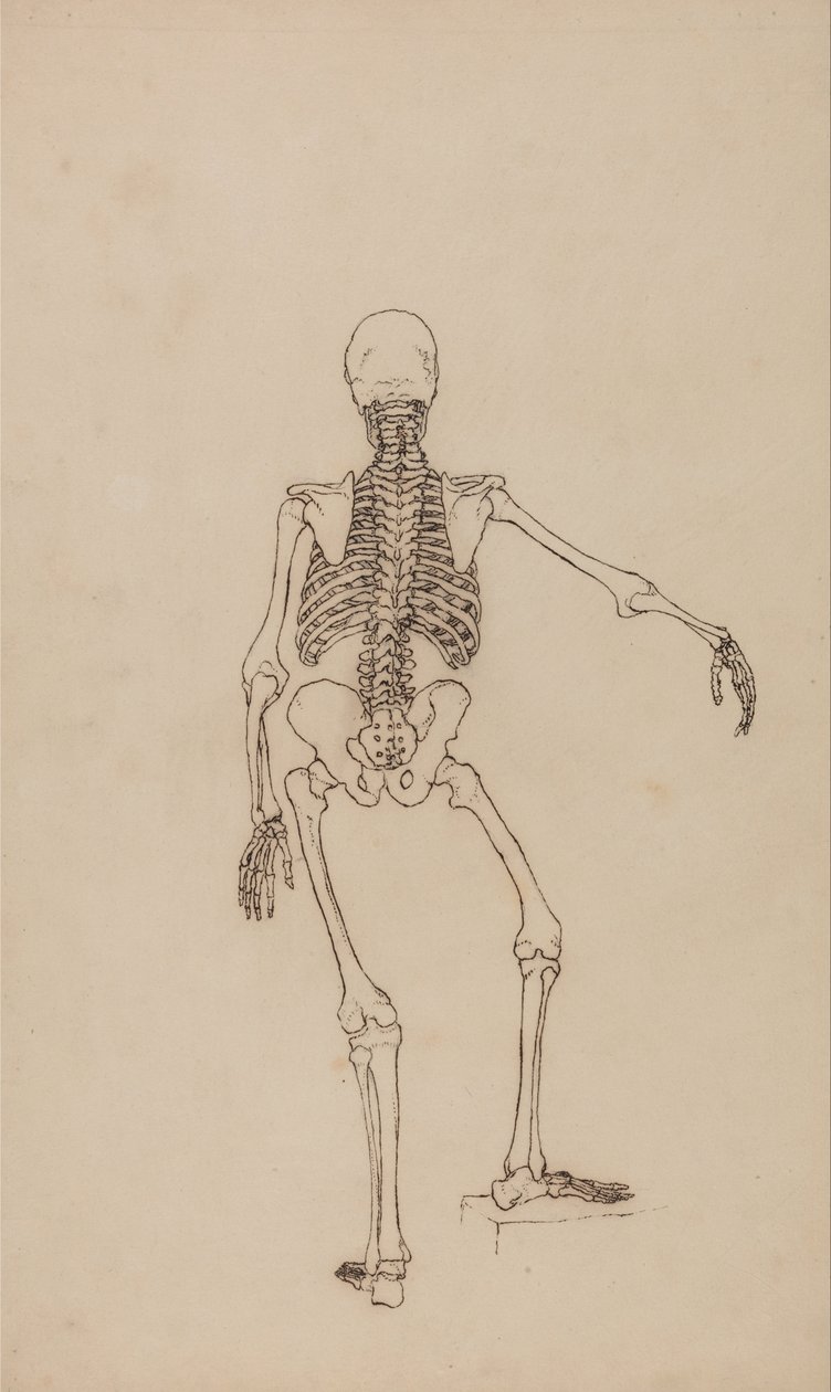 Az emberi test felépítésének összehasonlító anatómiai bemutatása a tigris és a közönséges szárnyas testével: Emberi csontváz, hátsó nézet alkotó: George Stubbs