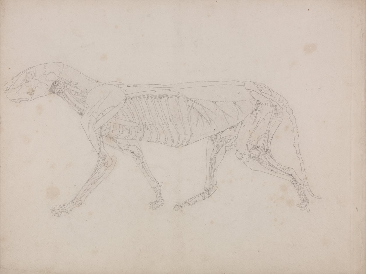 Az emberi test felépítésének összehasonlító anatómiai bemutatása a tigris és a közönséges szárnyas testével: Tigris teste, oldalnézet alkotó: George Stubbs