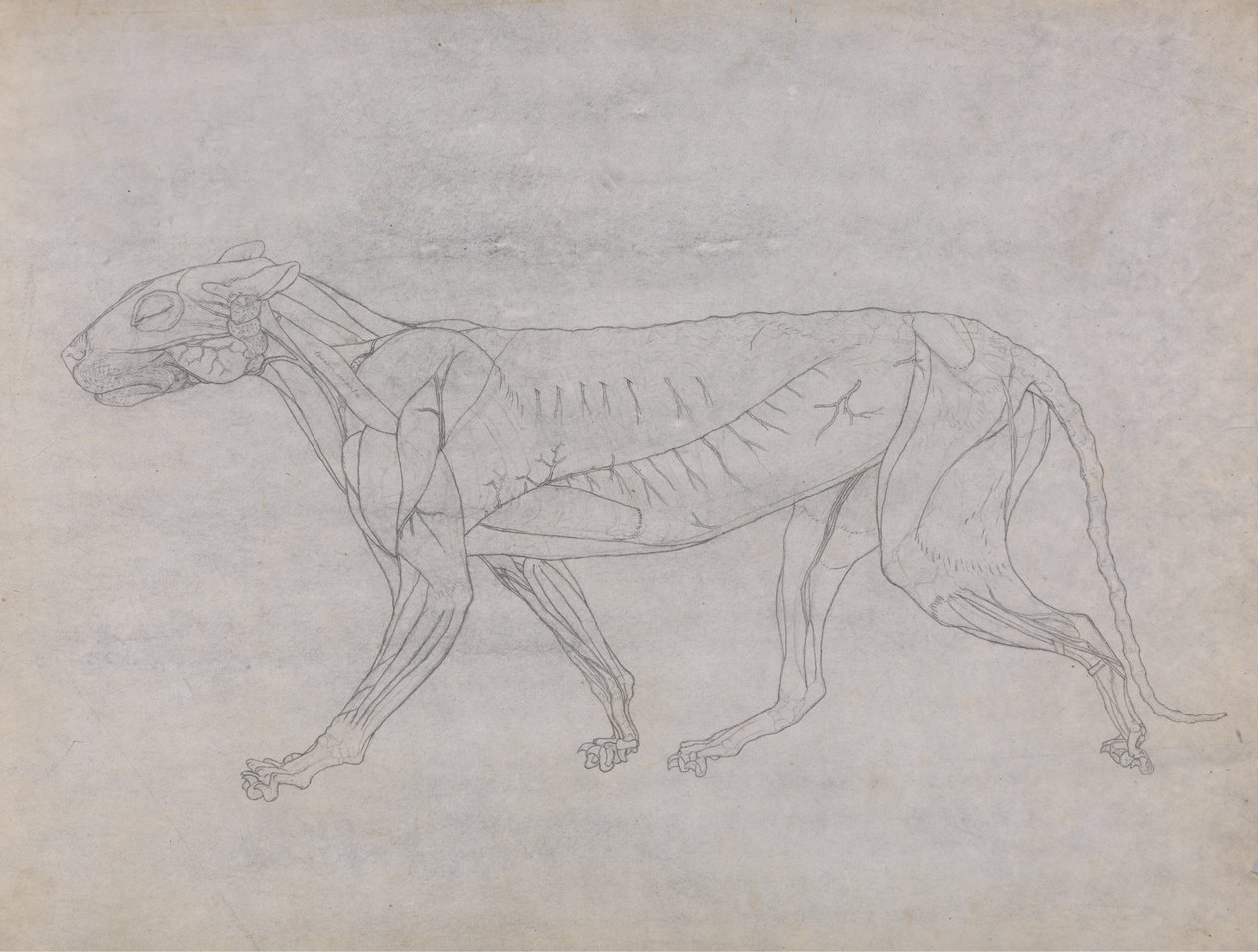 Az emberi test felépítésének összehasonlító anatómiai bemutatása a tigris és a közönséges szárnyas testével: Tigris teste, oldalnézet alkotó: George Stubbs