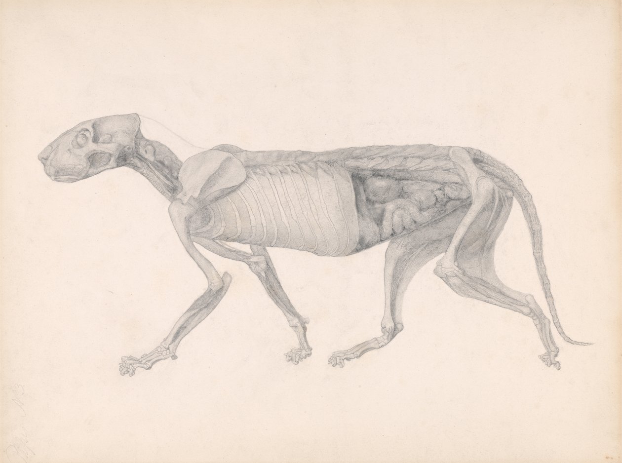 Az emberi test felépítésének összehasonlító anatómiai bemutatása egy tigris és egy közönséges szárnyas testével: Tigristest, Oldalnézet, 1795-1806 (grafit papíron) alkotó: George Stubbs