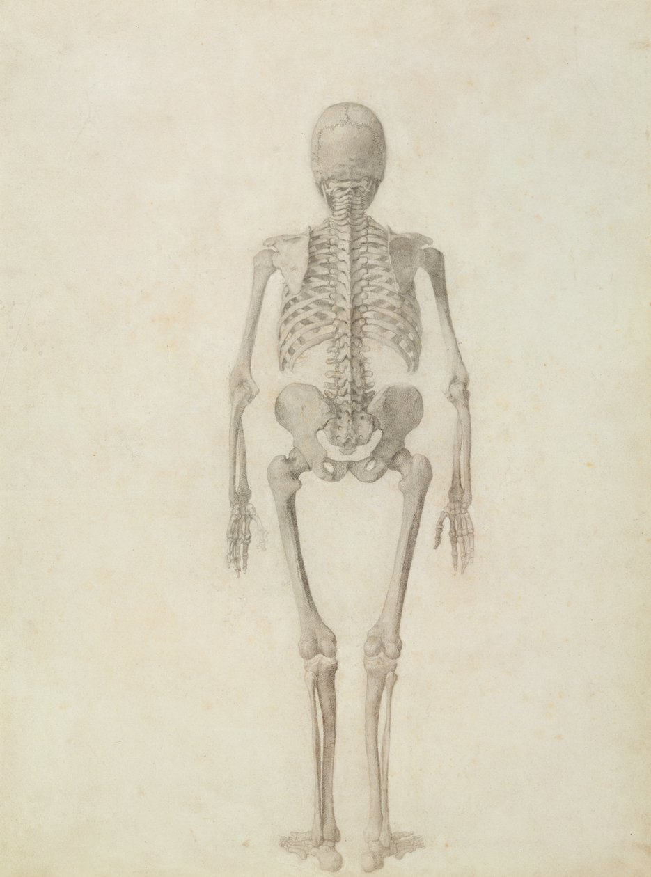 Az emberi test felépítésének összehasonlító anatómiai bemutatása egy tigris és egy közönséges szárnyas testével: Emberi csontváz, Hátulnézet alkotó: George Stubbs