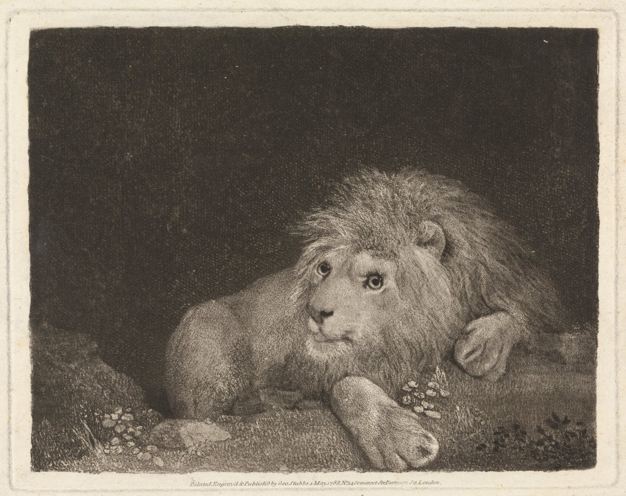 Egy oroszlán [Egy fekvő oroszlán] alkotó: George Stubbs