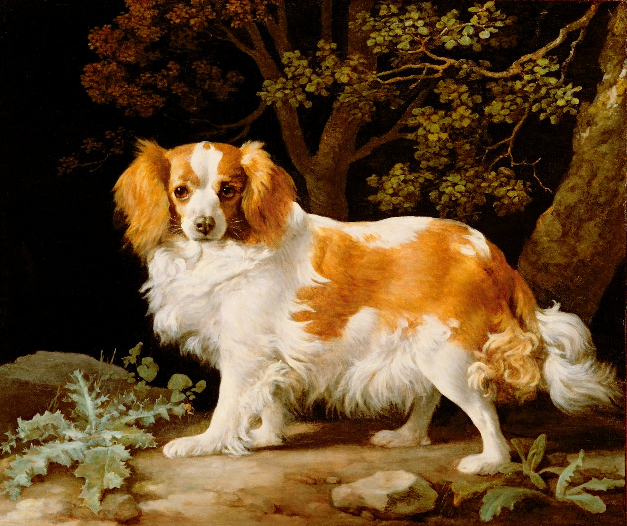 Egy máj és fehér király Károly spániel erdős tájon alkotó: George Stubbs