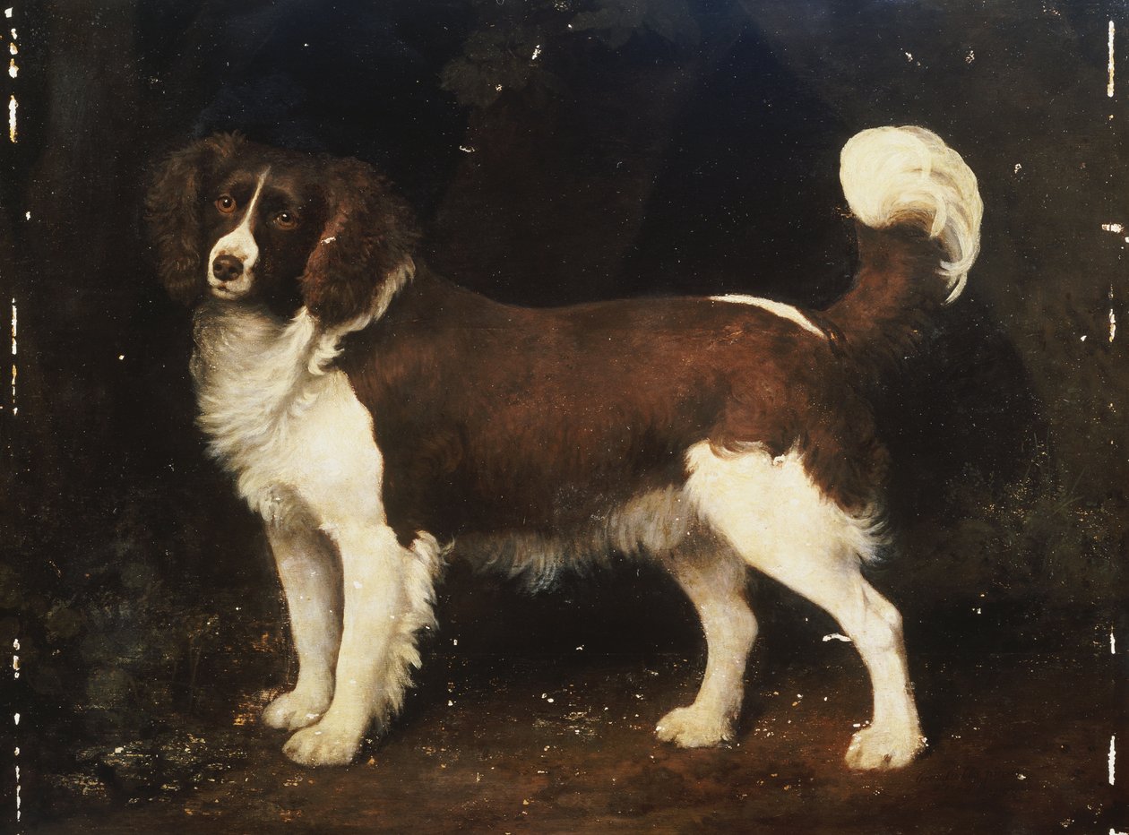 Spániel a tájban, 1784 alkotó: George Stubbs