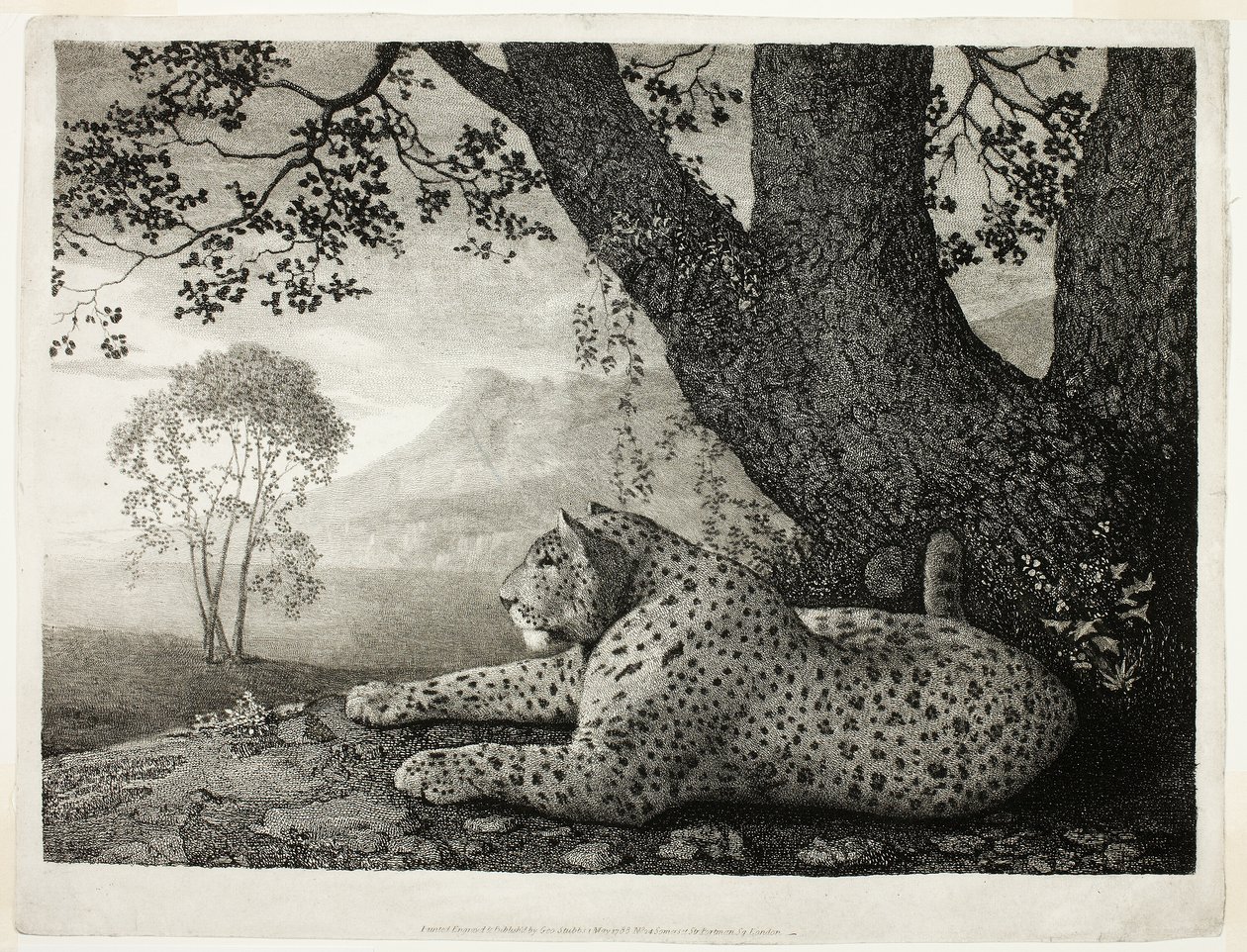 Egy tigris (egy fán fekvő leopárd) alkotó: George Stubbs