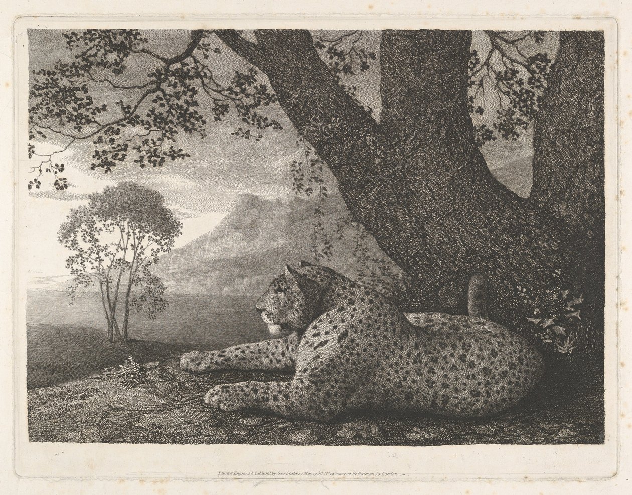 Egy tigris (egy fa mellett fekvő leopárd) alkotó: George Stubbs