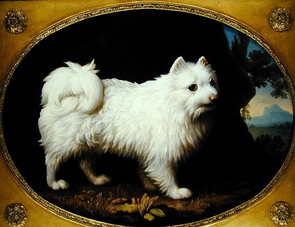 Fehér Spitz, 1770 körül (olaj zománcozott porcelánra) alkotó: George Stubbs