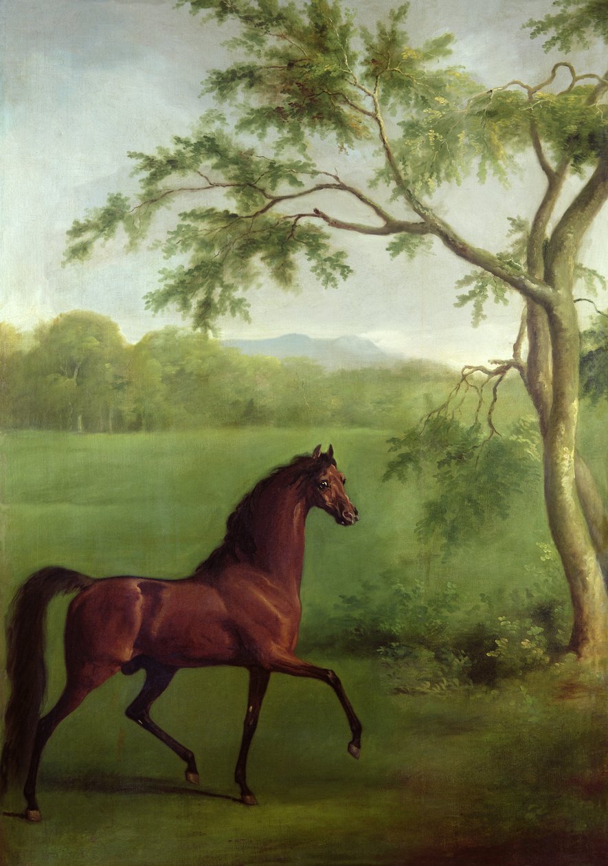 Arab mén a fa alatt, 1761-63 körül (olaj, vászon) alkotó: George Stubbs