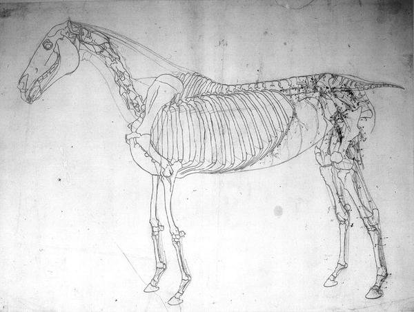 Ló anatómiai vizsgálata (toll, tinta és ceruza papíron) alkotó: George Stubbs