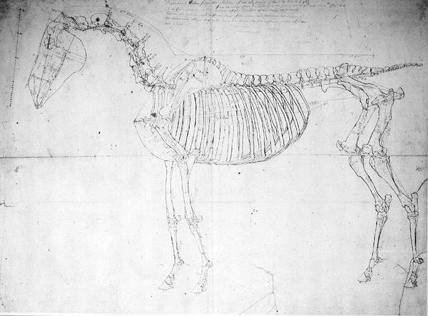 Ló anatómiai vizsgálata (toll, tinta és ceruza papíron) alkotó: George Stubbs
