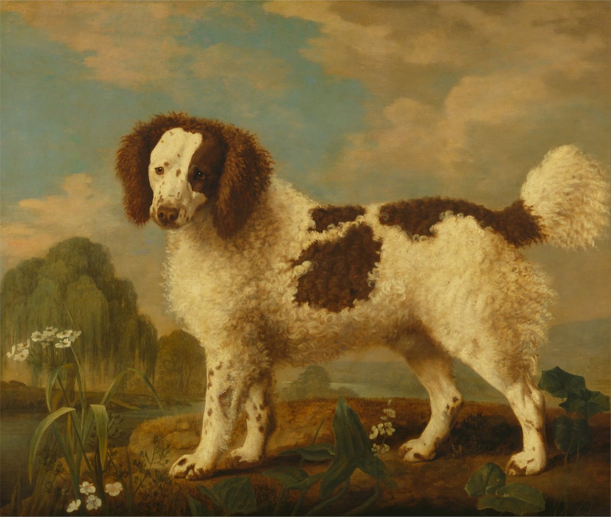 Barna és fehér Norfolk vagy vízi spániel alkotó: George Stubbs