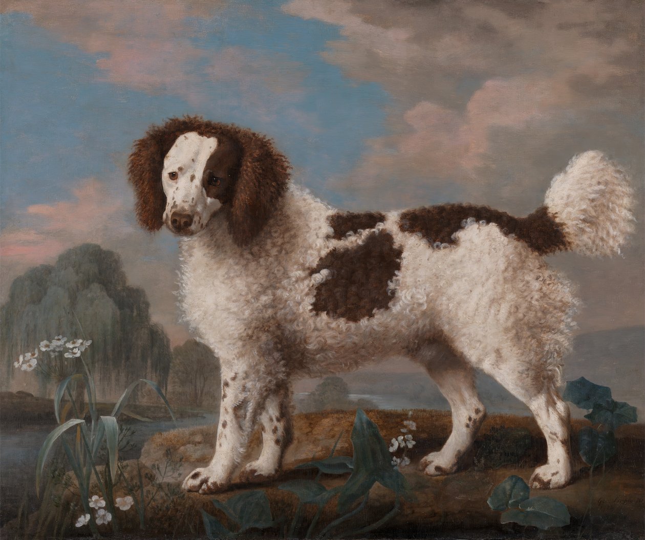 Barna-fehér norfolk vagy vízispániel, 1778. alkotó: George Stubbs