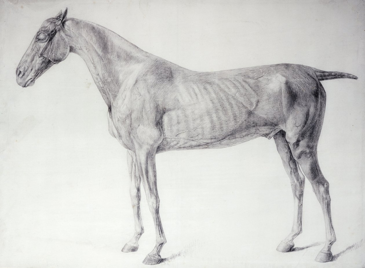 Diagram a "A ló anatómiájából" (metszet) alkotó: George Stubbs