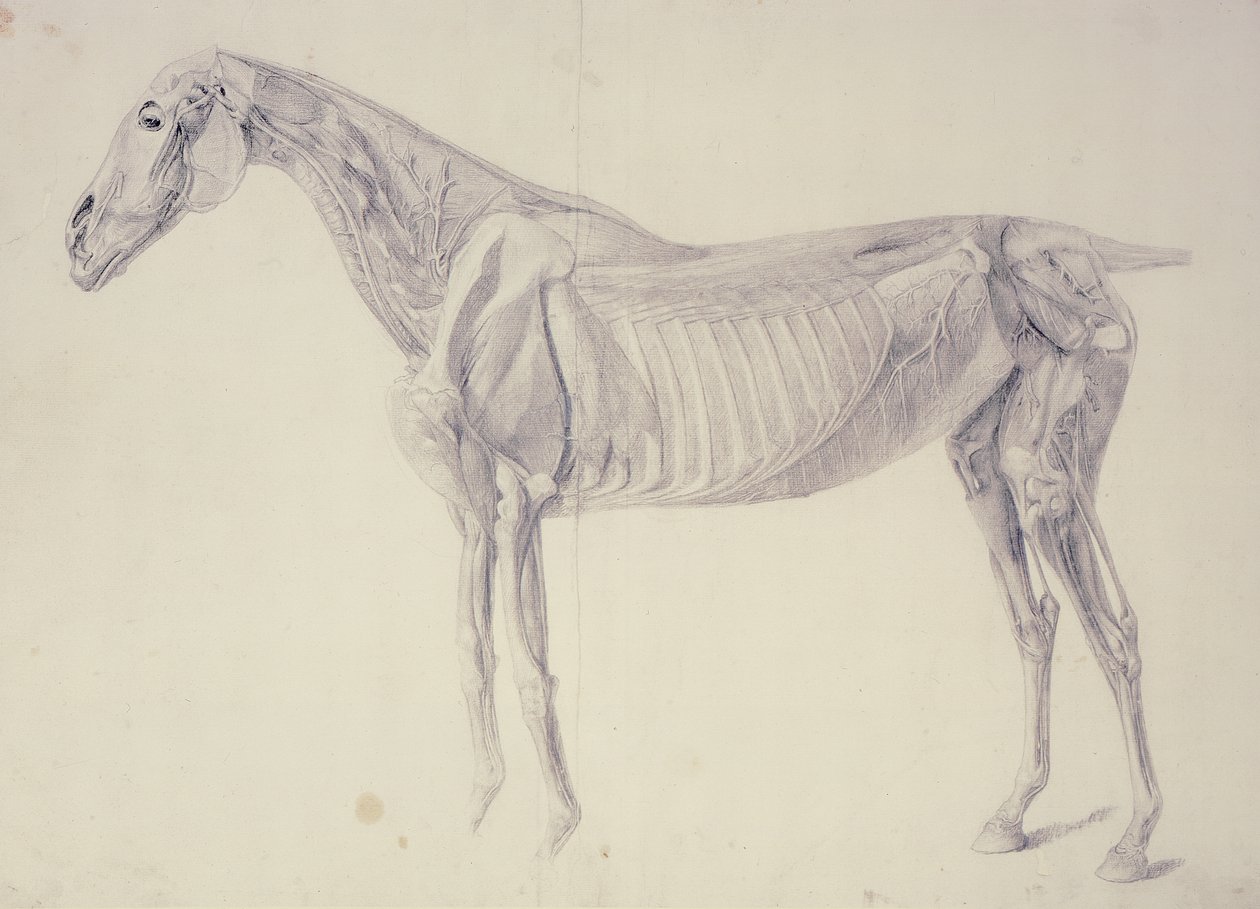 Diagram a Ló anatómiájából alkotó: George Stubbs