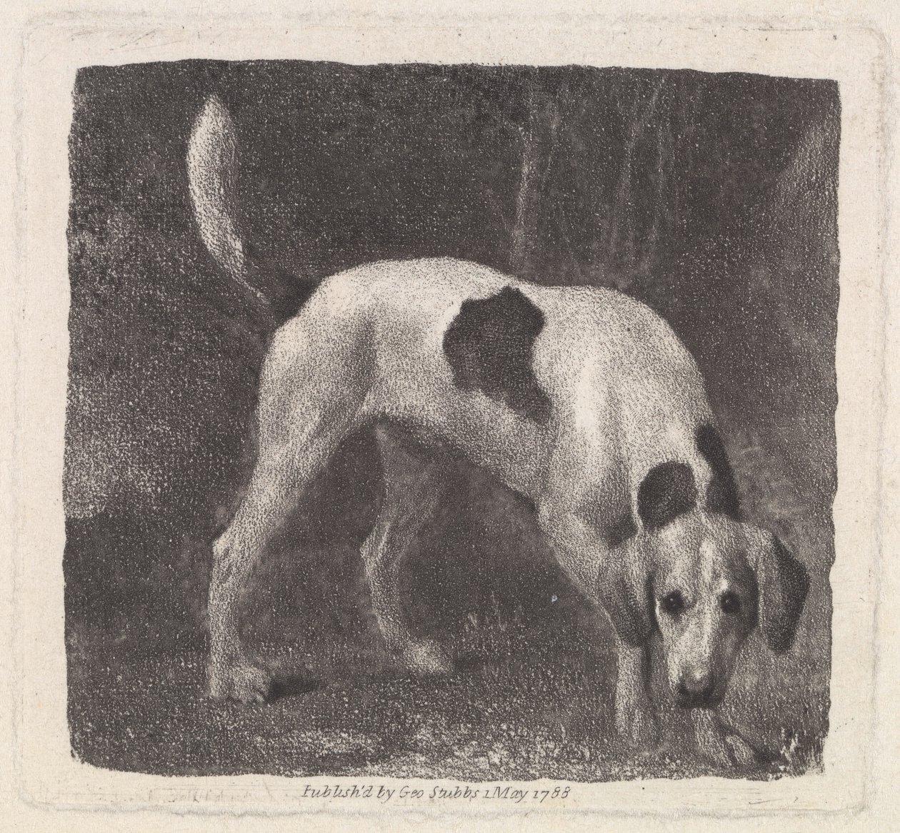 Kutya (A Foxhound on the Scent) a művész által metszett, kocsma. 1788 alkotó: George Stubbs