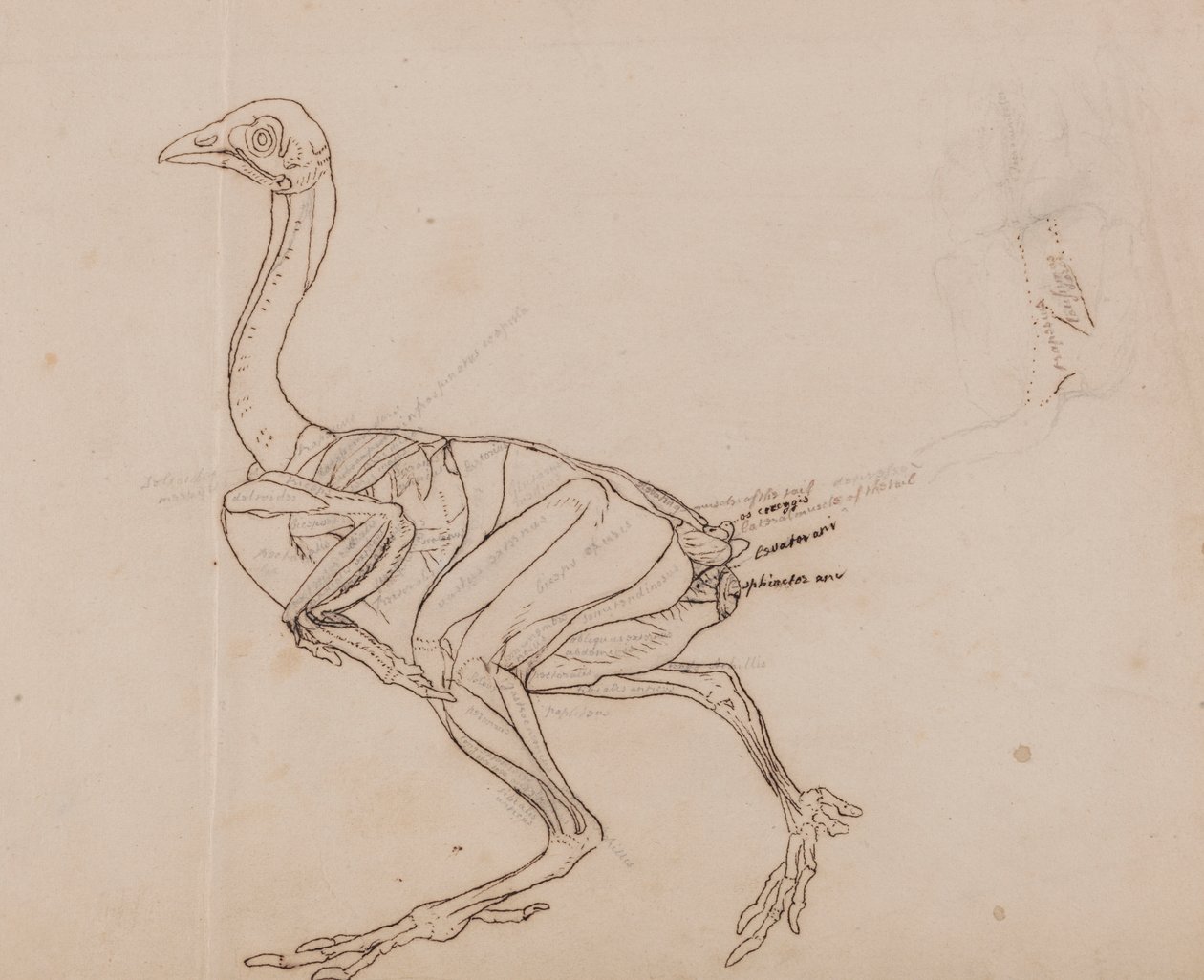 Dorking Tyúk teste, oldalnézet (az izmok vázlatos rajza) alkotó: George Stubbs