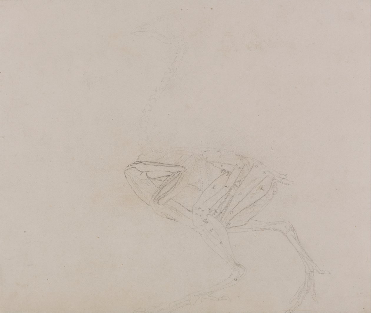 Dorking Tyúk teste, oldalnézet (a test és a végtagok izomzatának vizsgálata a boncolás későbbi szakaszában) alkotó: George Stubbs