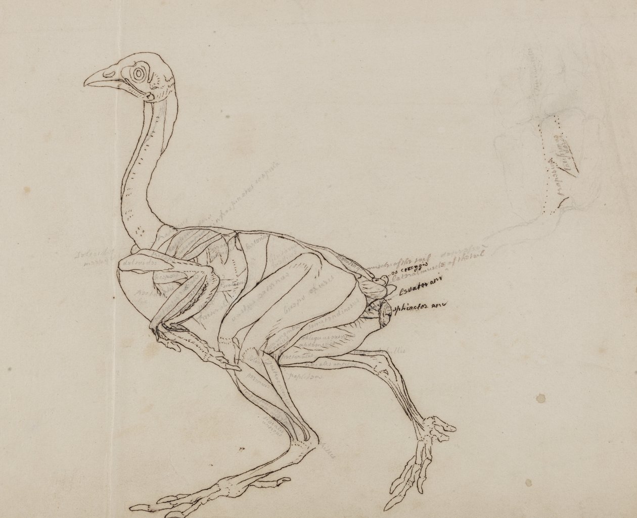 Dorking tyúk teste, oldalnézet, "Az emberi test szerkezetének összehasonlító anatómiai bemutatása egy tigris és egy közönséges szárnyas testével" alkotó: George Stubbs