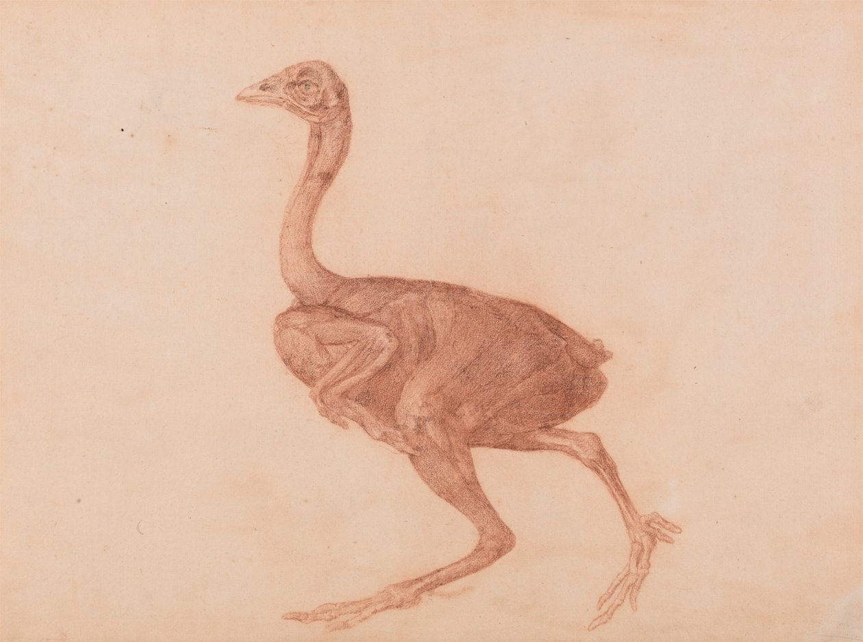 Dorking Tyúk, Oldalnézet alkotó: George Stubbs