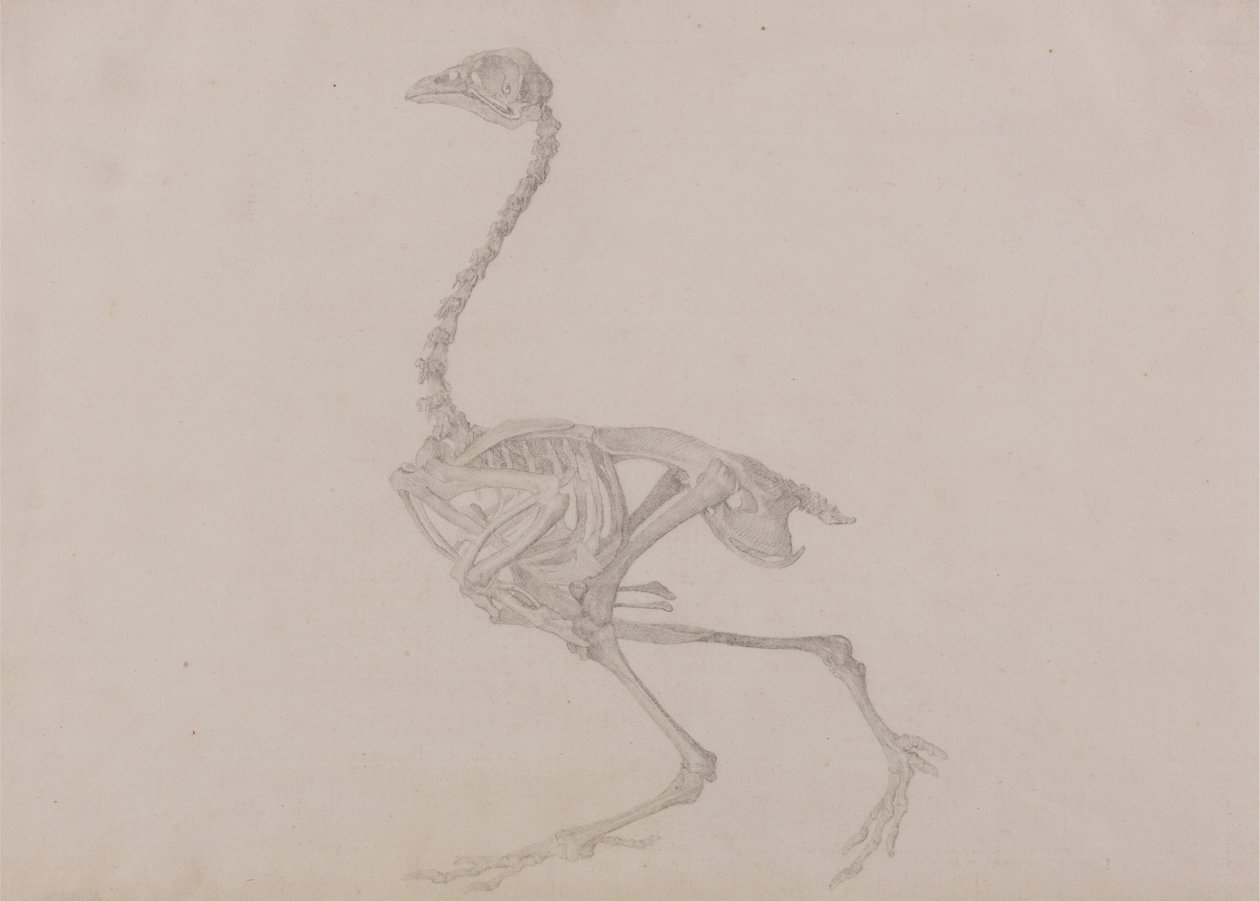 Dorking tyúk csontváza, oldalnézet (Befejezett tanulmány egy kiadatlan táblázathoz) alkotó: George Stubbs