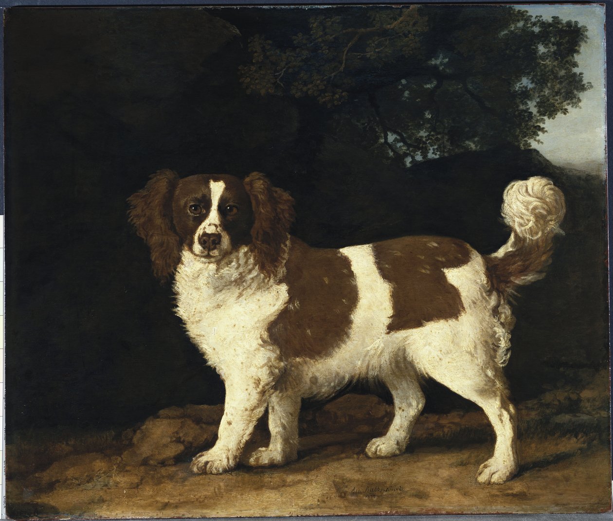 Fanny, Mrs. Musters kedvenc spánielje, erdős tájon állva, 1777 alkotó: George Stubbs