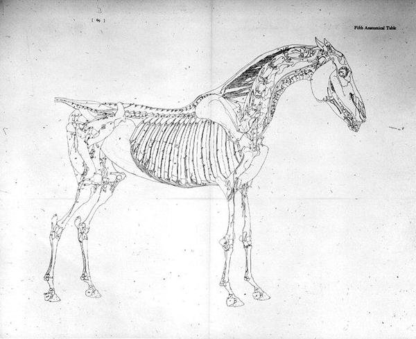 Ötödik anatómiai táblázat, "A ló anatómiája" (metszet) alkotó: George Stubbs