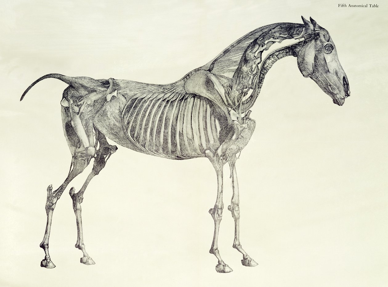 Ötödik anatómiai táblázat, a "A ló anatómiájából". alkotó: George Stubbs